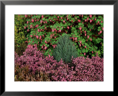 Erica Erigena Irish Dusk And Ribes Sanguineum by Kidd Geoff Pricing Limited Edition Print image