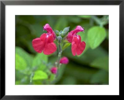 Salvia Microphylla Var. Microphylla by Kidd Geoff Pricing Limited Edition Print image