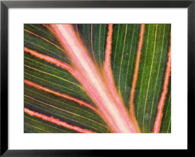 Indian Shot Plant, Canna Durban by Geoff Kidd Pricing Limited Edition Print image