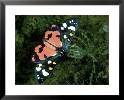 Scarlet Tiger Moth, Frilford, Uk by Gordon Maclean Pricing Limited Edition Print image