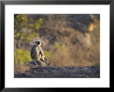 Grey Langur, Sitting On Blue Bedrock In Solitude, Madhya Pradesh, India by Elliott Neep Pricing Limited Edition Print image