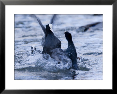 Common Coot, Pair Of Coots Fighting In Water, St. Albans, Uk by Elliott Neep Pricing Limited Edition Print image