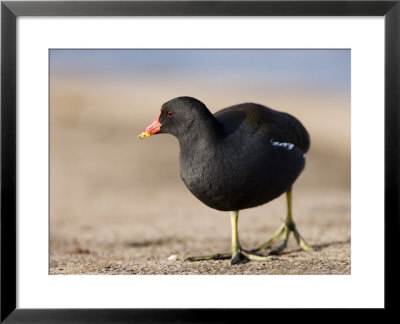 Common Moorhen, Walking On Footpath, St. Albans, Uk by Elliott Neep Pricing Limited Edition Print image