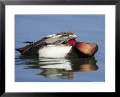 Red-Crested Pochard, Male Preening, Lake Geneva, Switzerland by Elliott Neep Pricing Limited Edition Print image