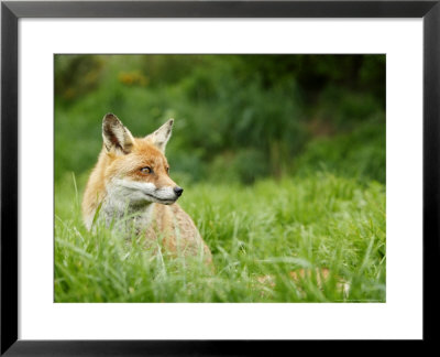 Red Fox Sitting In Long Green Grass, Sussex, Uk by Elliott Neep Pricing Limited Edition Print image