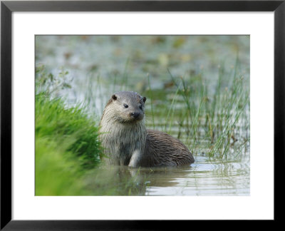 European Otter, Standing In Shallows, Sussex, Uk by Elliott Neep Pricing Limited Edition Print image