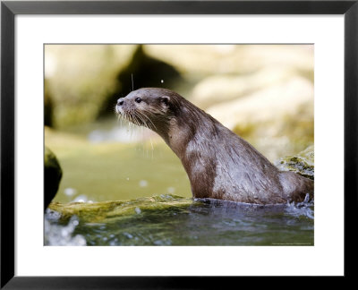 Asian Short Clawed Otter, Climbing Out Of Rockpool, Earsham, Uk by Elliott Neep Pricing Limited Edition Print image