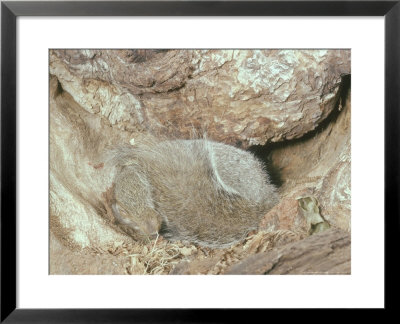 Grey Squirrel, Asleep In Tree Hollow by Oxford Scientific Pricing Limited Edition Print image