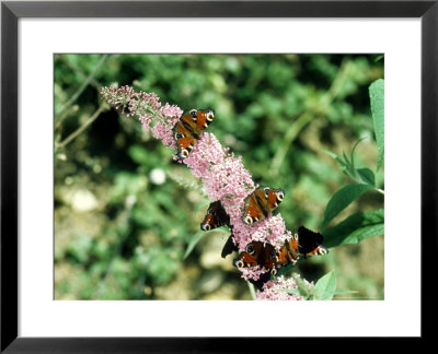 Peacock Butterflies On Buddleja, Uk by Oxford Scientific Pricing Limited Edition Print image