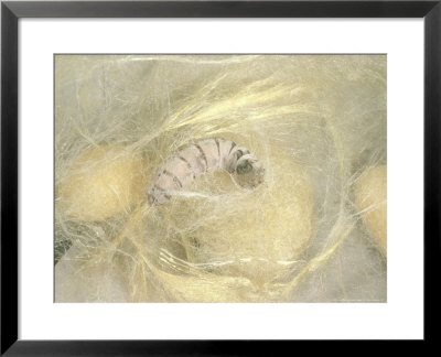 Silk Moth, Spinning Cocoon by Oxford Scientific Pricing Limited Edition Print image