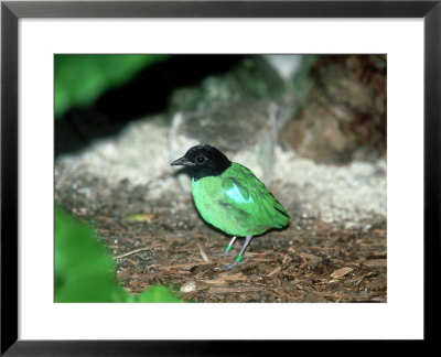 Hooded Pitta, Zoo Animal by Stan Osolinski Pricing Limited Edition Print image