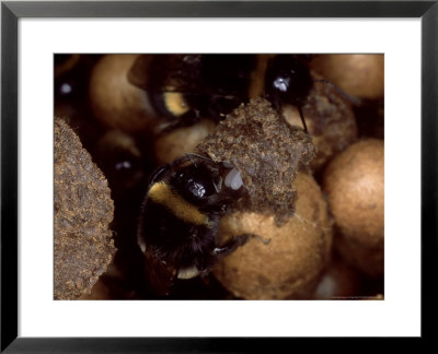 Bumble Bees, Worker Eating Eggs, Uk by O'toole Peter Pricing Limited Edition Print image