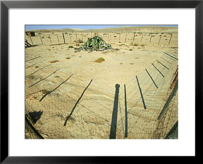 Welwitschia, 1500 Years Old In Wire Cage, Namibia by Richard Packwood Pricing Limited Edition Print image