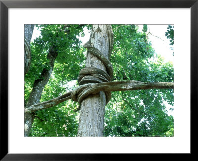 Strangler Fig, Chitwan National Park, Nepal by Richard Packwood Pricing Limited Edition Print image