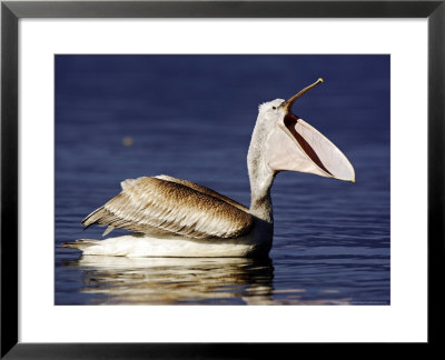 Dalmatian Pelican, Bill Open Yawning, Greece by Manfred Pfefferle Pricing Limited Edition Print image