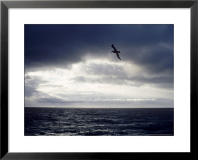 Southern Giant Petrel At Sea, Argentina by Mary Plage Pricing Limited Edition Print image