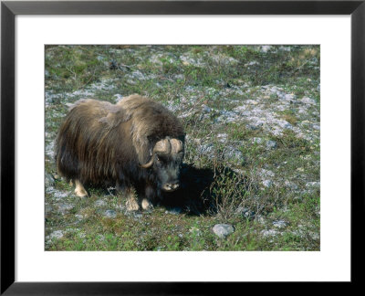 Musk Ox, Dovorfjell, Norway by Mary Plage Pricing Limited Edition Print image