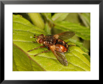 Tachind Fly, Adult Feeding, Cambridgeshire, Uk by Keith Porter Pricing Limited Edition Print image