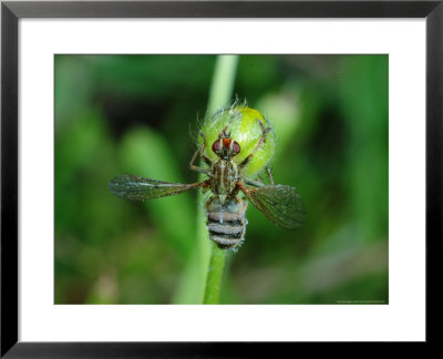 Dung Fly, Adult, Peterborough, Uk by Keith Porter Pricing Limited Edition Print image