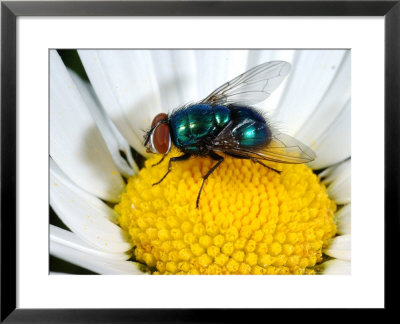 Greenbottle Fly, Adult Feeding On Flower, Cambridgeshire, Uk by Keith Porter Pricing Limited Edition Print image