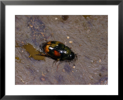 Dung Beetle, Adult Egglaying, Cambridgeshire, Uk by Keith Porter Pricing Limited Edition Print image