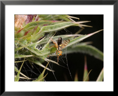 Picture Wing Fly, Egglaying, Uk by Keith Porter Pricing Limited Edition Print image