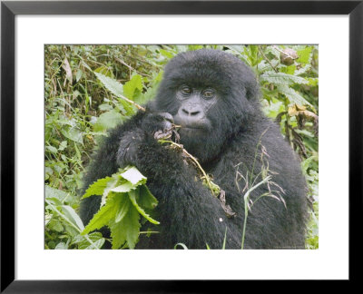 Mountain Gorilla, Female Eating, Rwanda by Mike Powles Pricing Limited Edition Print image