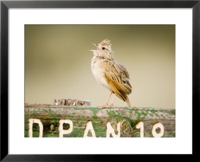 Clapper Lark, Male Singing At Song Post, Botswana by Mike Powles Pricing Limited Edition Print image