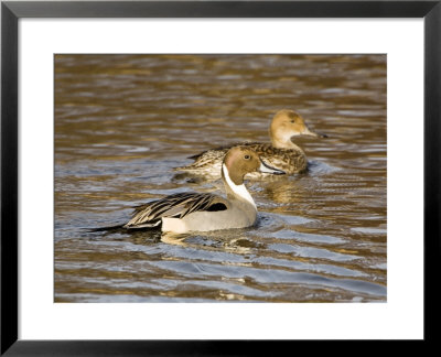 Pintail, Breeding Pair, Uk by Mike Powles Pricing Limited Edition Print image