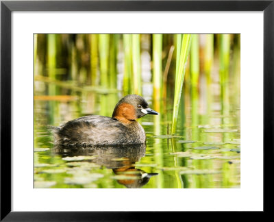 Little Grebe, Adult On Water, Uk by Mike Powles Pricing Limited Edition Print image
