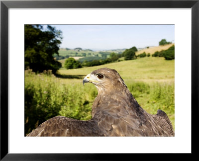 Common Buzzard, Adult Overlooking Countryside, Uk by Mike Powles Pricing Limited Edition Print image