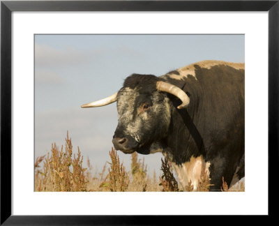 Old English Cattle, Norfolk, Uk by Mike Powles Pricing Limited Edition Print image