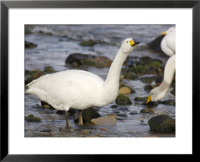 Whooper Swan, Dribbling From Beak, Scotland by Keith Ringland Pricing Limited Edition Print image