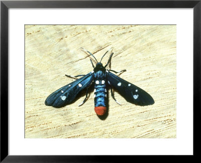 Oleander Moth, Also Called Polka-Dot Or Uncle Sam by James H. Robinson Pricing Limited Edition Print image