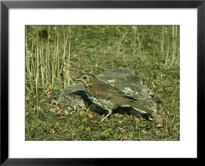 Song Thrush At Anvil by Peter Clarke Pricing Limited Edition Print image