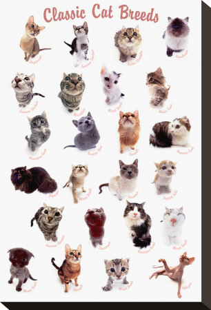 Cat Breeds by Yoneo Morita Pricing Limited Edition Print image