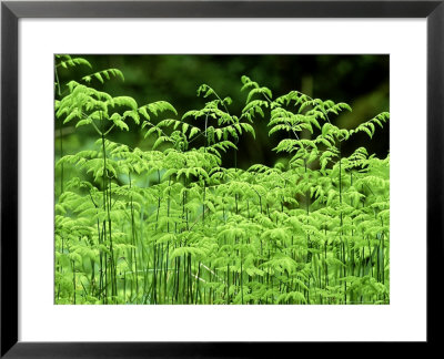 Oak Fern, Inverness-Shire, Scotland by Iain Sarjeant Pricing Limited Edition Print image