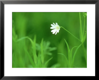 Greater Stitchwort, Ross-Shire, Scotland by Iain Sarjeant Pricing Limited Edition Print image