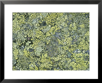 Lichen, Ross-Shire, Scotland by Iain Sarjeant Pricing Limited Edition Print image