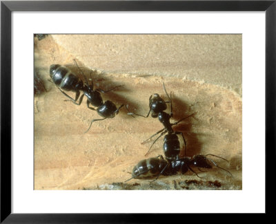 Carpenter Ants, Nests In Fallen Log, California, Usa by Frank Schneidermeyer Pricing Limited Edition Print image