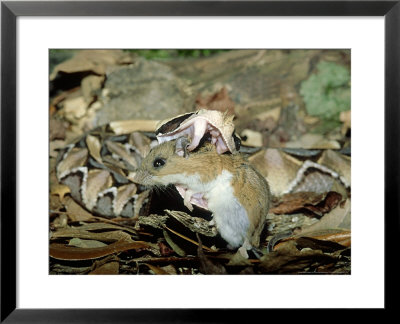 West African Gaboon Viper, Devouring A Mouse, Pennsylavania, Usa by Frank Schneidermeyer Pricing Limited Edition Print image