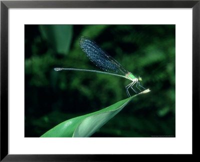 Damselfly, Thailand by Alastair Shay Pricing Limited Edition Print image