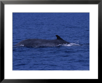 Fin Whale, Diving, France by Gerard Soury Pricing Limited Edition Print image