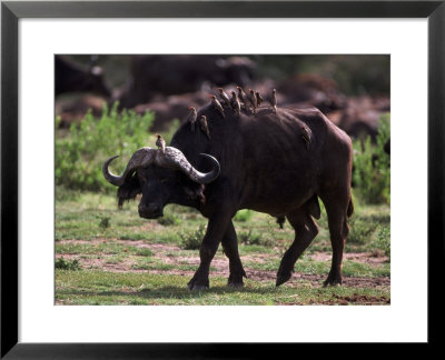 African Buffalo, Syncerus Caffer, Tanzania by Robert Franz Pricing Limited Edition Print image