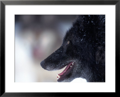 Gray Wolf, Canis Lupus, Mn by Robert Franz Pricing Limited Edition Print image