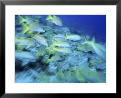Yellowtail Snappers by Karen Schulman Pricing Limited Edition Print image