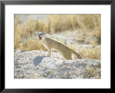 Yellow Mongoose, Yawning, Namibia by Patricio Robles Gil Pricing Limited Edition Print image