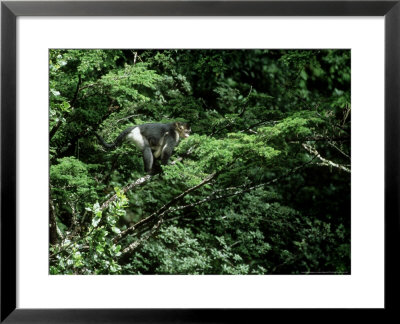 Yunnan Golden Monkey In Tree With Young, China by Patricio Robles Gil Pricing Limited Edition Print image