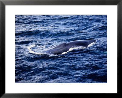 Blue Whale, Surfacing, Baja Califor by Gerard Soury Pricing Limited Edition Print image
