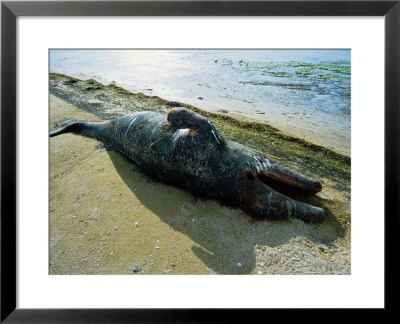 Grey Whale, Newborn On Beach, Scammon Lagoon by Gerard Soury Pricing Limited Edition Print image